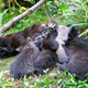 Image for article titled What's being done about all those damn feral cats?